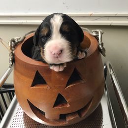 Girl 5 - Black rust and white female Bernese Mountain Dog puppy in Carlotta, California from Aunt-T’s Australian Shepherds