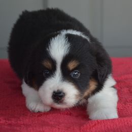 Tamara - Miniature American Shepherd puppy from Vaquera's Miniature American Shepherds