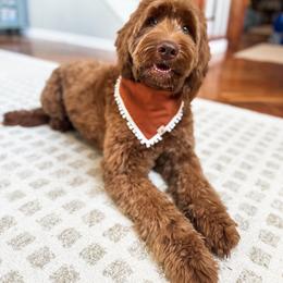 June - Goldendoodle