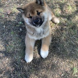 Akita, Pomsky, and Shiba Inu Puppies from Arctic Kennels (Pomskies, Akitas & Shibas)