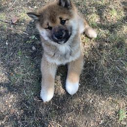 Akita, Pomsky, and Shiba Inu Puppies from Arctic Kennels (Pomskies, Akitas & Shibas)