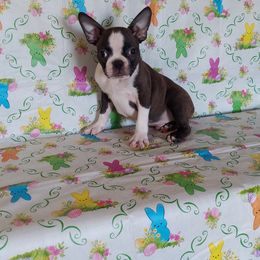 Boston Terrier Puppies from IHeart Boston Terriers