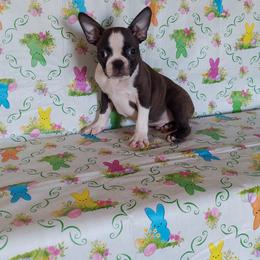 Boston Terrier Puppies from IHeart Boston Terriers