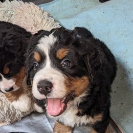 Bernese Mountain Dog Puppies from Baby Bear Bernese Kennel