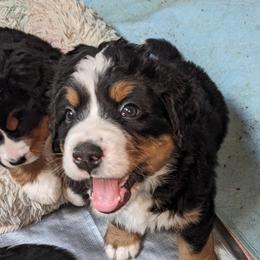 Bernese Mountain Dog Puppies from Baby Bear Bernese Kennel