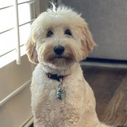 Josie - Australian Labradoodle