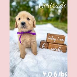 Golden Retriever Puppies from All shades Golden