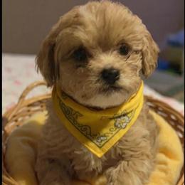 Rusty - Red  male Goldendoodle puppy in Cumberland, Rhode Island from minigoldendoodlesofRI