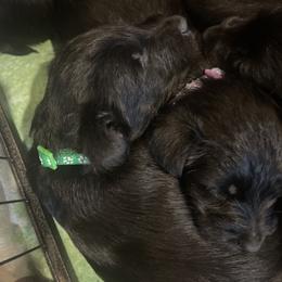 Light green collar - Black female Scottish Terrier puppy in Brule, Nebraska from Scottyland Yard