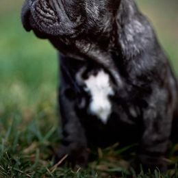 French Bulldogs from SanMiguelBulls