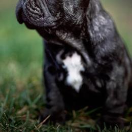 French Bulldogs from SanMiguelBulls