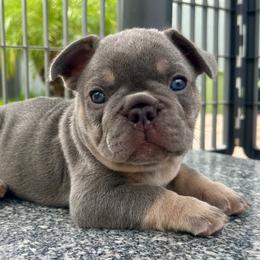 Onyx - Tricolors male French Bulldog puppy in Clermont, Florida from Nala’s Nest