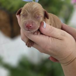 Crackle - Apricot male Goldendoodle puppy in Decatur, Tennessee from Diamond's Doodles