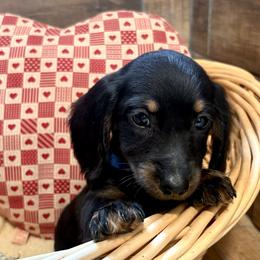 Romeo - Black and tan male Dachshund puppy in Mountain Home, Arkansas from The Teacup Homestead Miniature Dachshunds