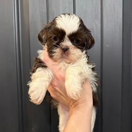 Rose - Liver and white female Shih Tzu puppy in Stroud, Oklahoma from Laik’s Little Shihtz & Poms