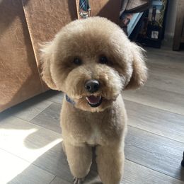 Ry ry - Poodle