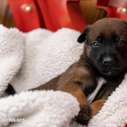 Belgian Malinois Puppies from Christina Potts Potts
