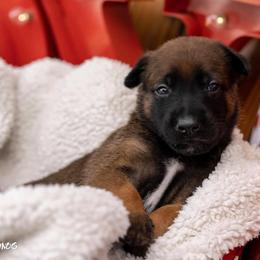 Belgian Malinois Puppies from Christina Potts Potts