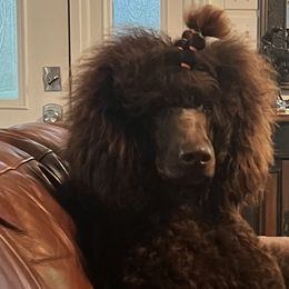 Labradoodles, Labrador Retrievers, and Poodles from LLL Dog Ranch