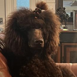 Labradoodles, Labrador Retrievers, and Poodles from LLL Dog Ranch