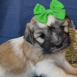 Tyla - AKC - Chocolate sable female Havanese puppy in Verden, Oklahoma from Holcombs Puppy Ranch