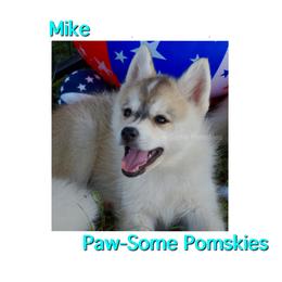 Mike - Silver male Pomsky puppy in Krum, Texas from Paw-Some Pomskies