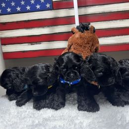 Cocker Spaniel Puppies from Joker Karr’s