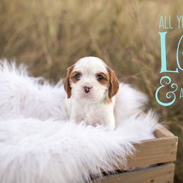 Cavalier King Charles Spaniel Puppies from Colorful Cavaliers