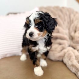 Gilligan - Tri-color male Bernedoodle puppy in Idaho Falls, Idaho from Idahome Doodle