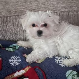 Maltese from Georgia Maltese’s