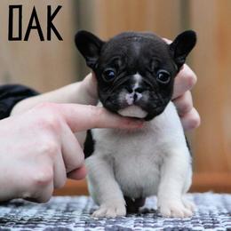 Oak - Brindle and white male French Bulldog puppy in Vancouver, Washington from Blackwell's American & French Bulldogs