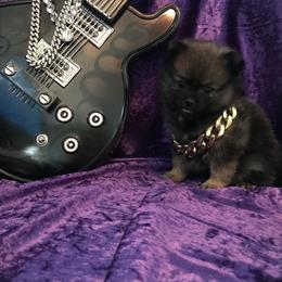 Pomeranian Puppies from Regal Poms