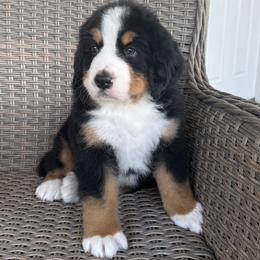 Red Collar Male - Black rust and white male Bernese Mountain Dog puppy in Perris, California from Golden Coast Berners