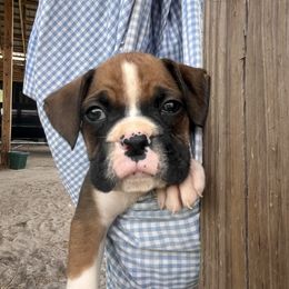 Green collar - Fawn male Boxer puppy in Center Hill, Florida from Rogers Farm’s Beloved Boxers