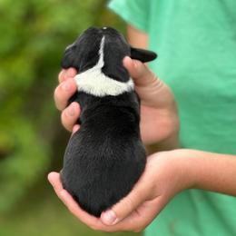 Male 3 - Black brown and white male Basset Hound puppy in Lindley, New York from Hill Top Basset Hounds & Cane Corso