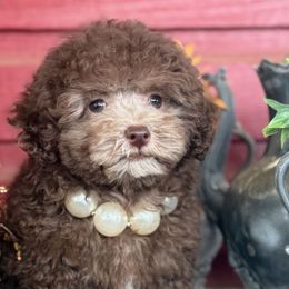 Maple - Brown female Poodle puppy in Hudson, North Carolina from Pawsh Petites