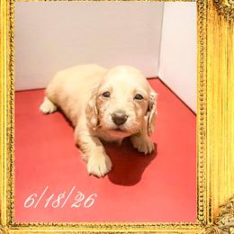 Queen Elizabeth - Cream female Dachshund puppy in Splendora, Texas from Ram’s Kennels