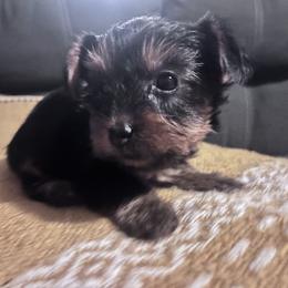 Yorkshire Terrier Puppies from Yorkietopia