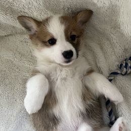 Pembroke Welsh Corgi Puppies from Delaney’s Corgis