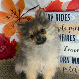 AKC Teddy - Wolf sable male Pomeranian puppy in Byron, Georgia from Tracys Pom Palace
