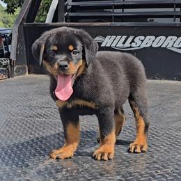 Boy 1 - Black and mahogany male Rottweiler puppy in Holts Summit, Missouri from Hurleyhaus Rottweilers