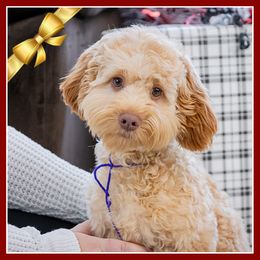 Ouiser - Red female Cockapoo puppy in Connersville, Indiana from Deaz Doodle Ranch