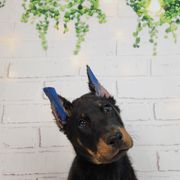 Bumbleberry - Black and rust male Beauceron puppy in Seattle, Washington from SilverStruck Kennels