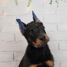 Bumbleberry - Black and rust male Beauceron puppy in Seattle, Washington from SilverStruck Kennels