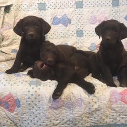 Labrador Retriever Puppies from Labrador emPAWrium