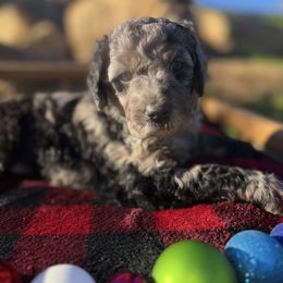 Mistletoe - Red female Aussiedoodle puppy in Riverside, California from Just Loving Doodles