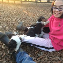 Wire Fox Terrier Puppies from Lyndon Meadow Farm