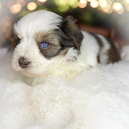 Rip - Parti male Miniature Schnauzer puppy in Dorr, Michigan from Enchanted Paws