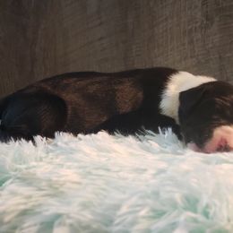 Great Dane Puppies from Gentle Giants of Tennessee Great Danes