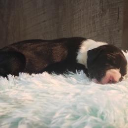 Great Dane Puppies from Gentle Giants of Tennessee Great Danes